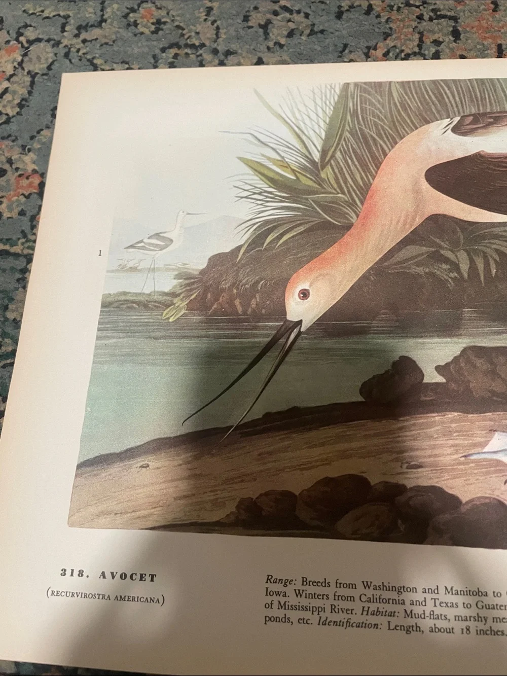 🖤5/$25 Vintage Avocet Bird Wall Art Print in Blue and Cream